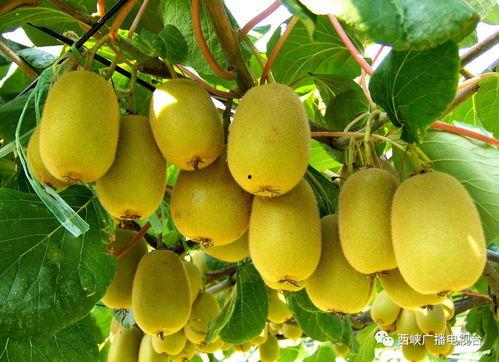 猕猴桃爆料新闻视频,揭秘猕猴桃产业最新动态与热点事件  第1张